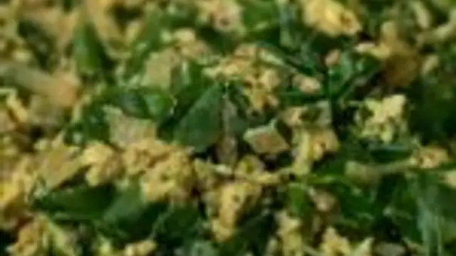 முருங்கைக்கீரை முட்டை பொரியல் இப்படி செய்து பாருங்க!
