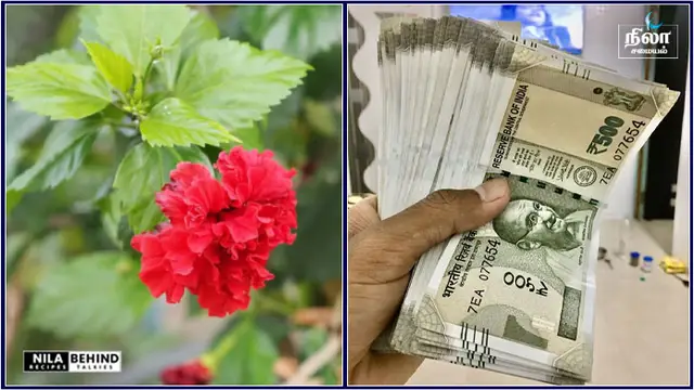 அனைத்து விதமான பிரச்சினைகளையும் தீர்க்கும் செம்பருத்தி செடி இந்த திசையில் மட்டும் வையுங்கள்!!