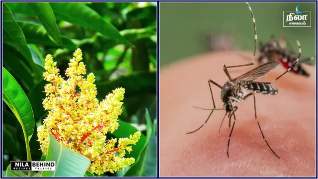 கொசுக்களை விரட்டி அடிக்க மாம்பூ ஒன்று போதும், கொசு தொல்லை இருக்காது!