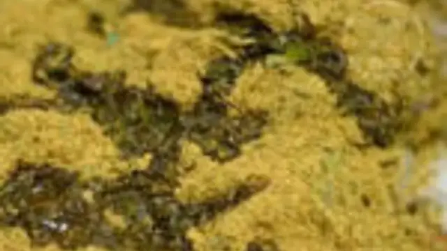 Coriader Rice
