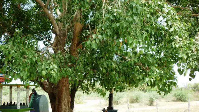 நல்ல சம்பளத்தில் நிரந்தரமான வேலை கிடைக்க வேண்டுமா ? இப்படி ஒரே ஒரு அகல் விளக்கு மட்டும் ஏற்றுங்கள் போதும்!