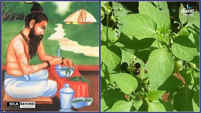 சித்த மருத்துவம் நமக்கு தந்த அற்புதமான மூலிகைகளில் இதுவும் ஒன்று!