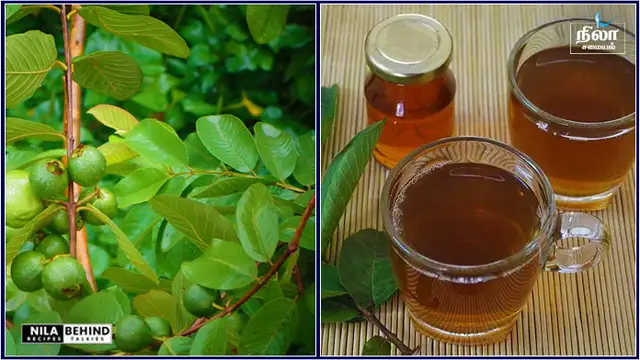 சித்தர்கள் அருளிய கொய்யா இலை டீ சர்க்கரையை விரட்டும்!