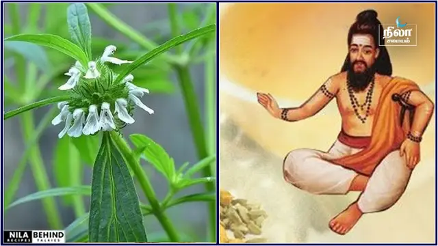 தீராத பல நோய்களுக்கு மருந்தாக சித்த மருத்துவம் கூறிய அற்புத மூலிகை!
