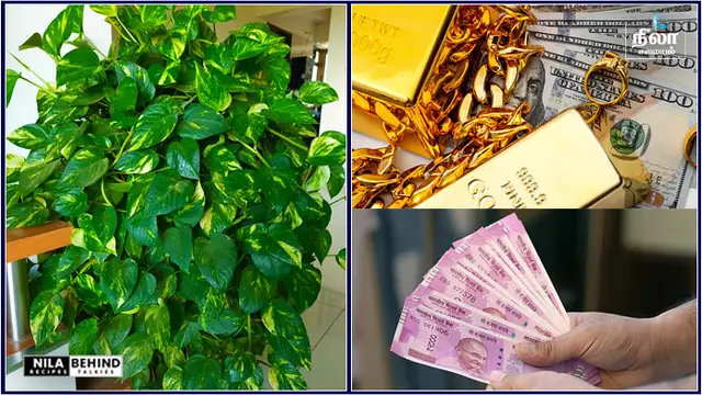 அதிக பணமும், செல்வமும் வீடு தேடி வர மணி பிளாண்ட் செடியை இப்படி வளருங்கள்!