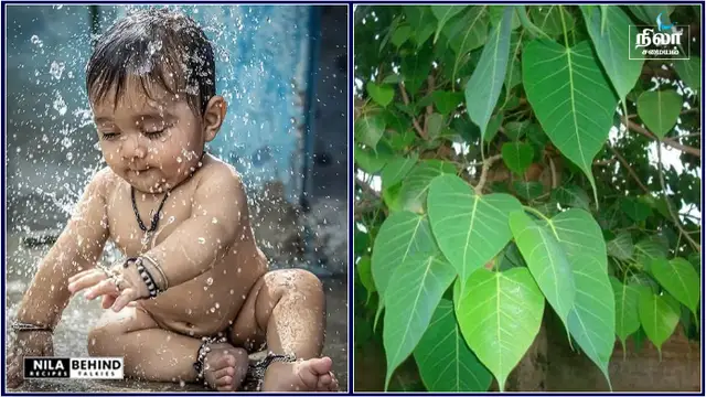 கர்ப்பபை கோளாறை போக்கி குழந்தை பாக்கியம் தரும் அரச மரம்!