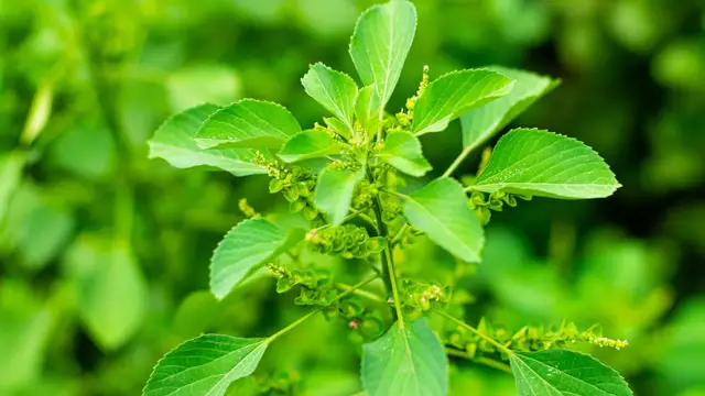 வீட்டில் பணம் அதிகரிக்க செய்ய வேண்டிய எளிமையான ஒரு விஷயம்