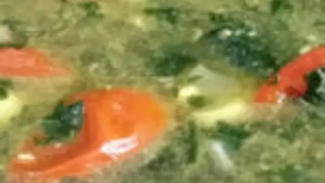Nila Recipes Dobule 1 7
