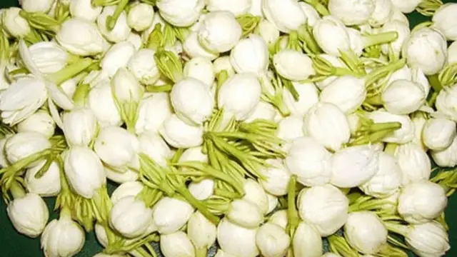 வீட்டில் பணம் சேர்ந்து கொண்ட இருக்க  வேண்டுமா இந்த ஒரு ஒரே செடி வளர்த்தால் போதும்!