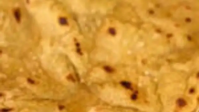 ருசியான சிறு தானிய சப்பாத்தி இப்படி ட்ரை பண்ணி பாருங்க எல்லாருமே விரும்பி சாப்பிடுவாங்க!