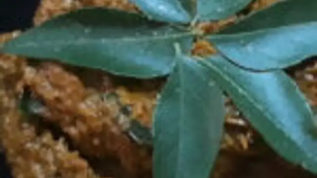 சின்ன வெங்காயம் கருவேப்பிலை துவையல் இந்த மாதிரி ஒரு தடவை செஞ்சு பாருங்க ஆரோக்கியமா இருக்கும்!!