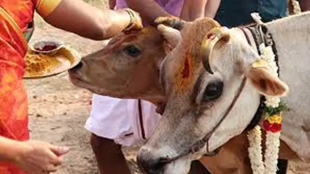 கழுத்தை நெரிக்கும் கடன் பிரச்சினைகள் தீர உதவும் கோ தானம்!!