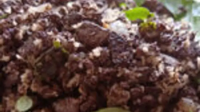 Goat Blood Fry