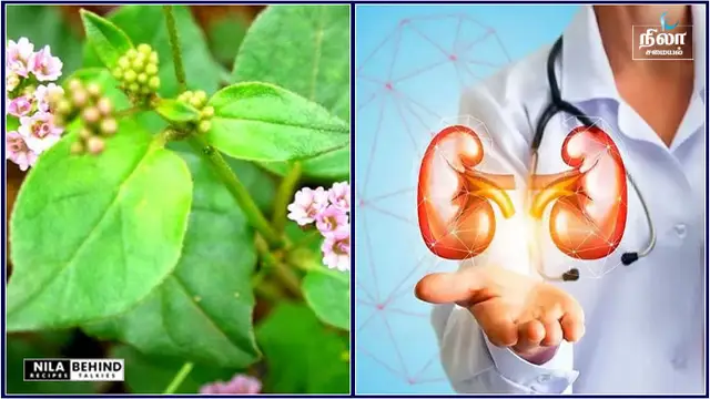 செயலிழந்த சிறுநீரகத்தை சீராக்கும் அற்புத மூலிகை!